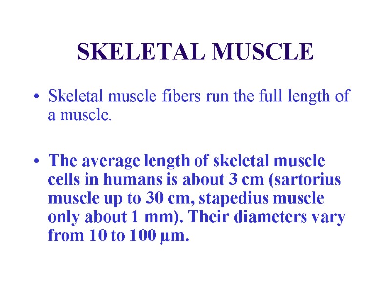 SKELETAL MUSCLE Skeletal muscle fibers run the full length of a muscle.  
